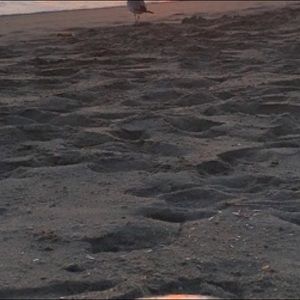 Meet your Posher, Dillon